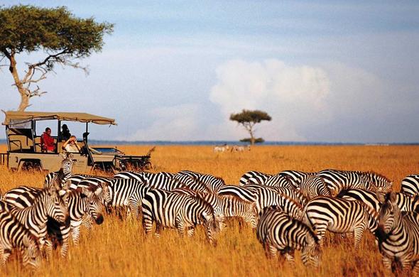 Masai Mara Safari